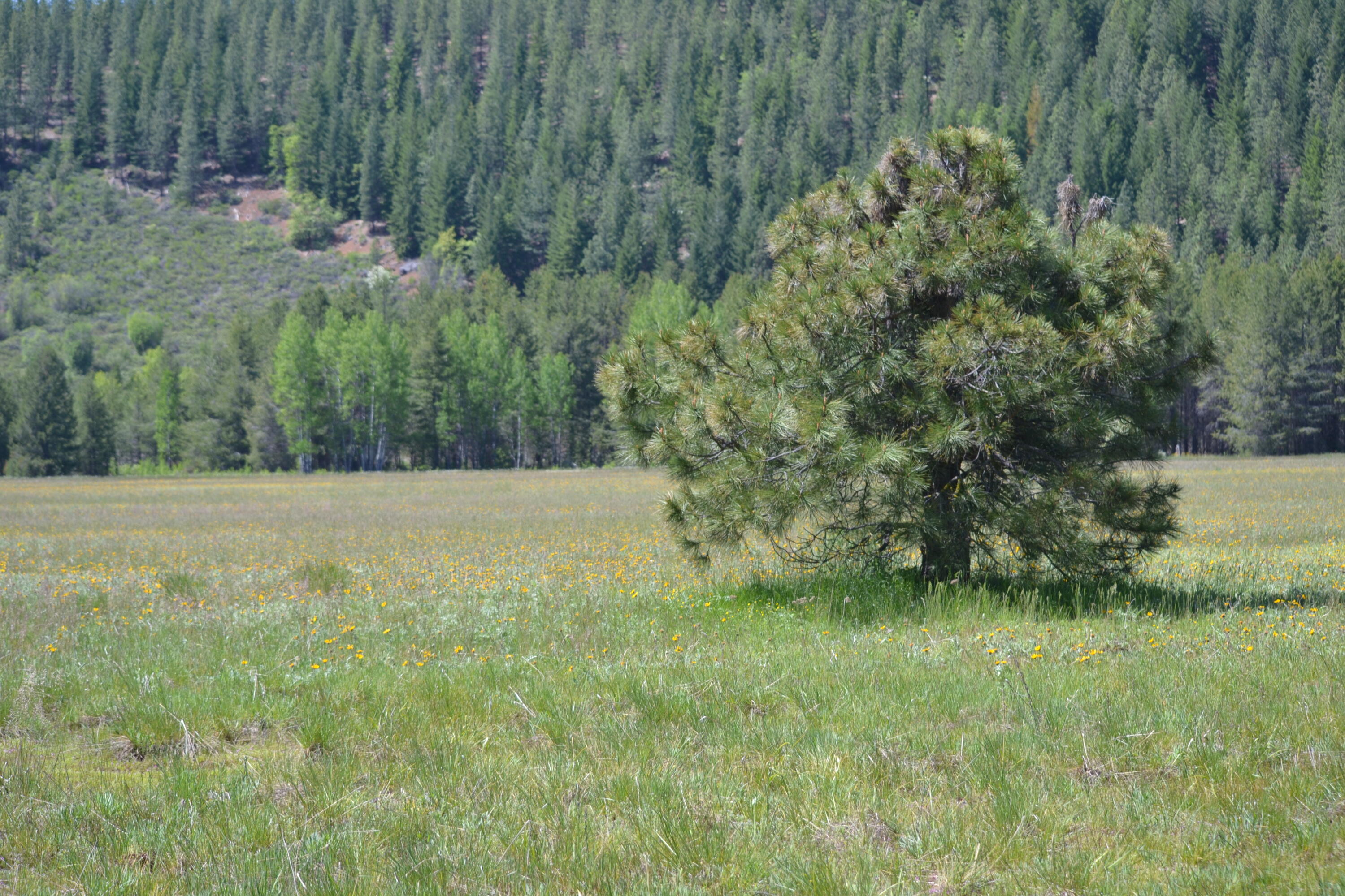 2125 Lava Drive Fall River Mills, CA 96028 - Photo 61 of 66 55