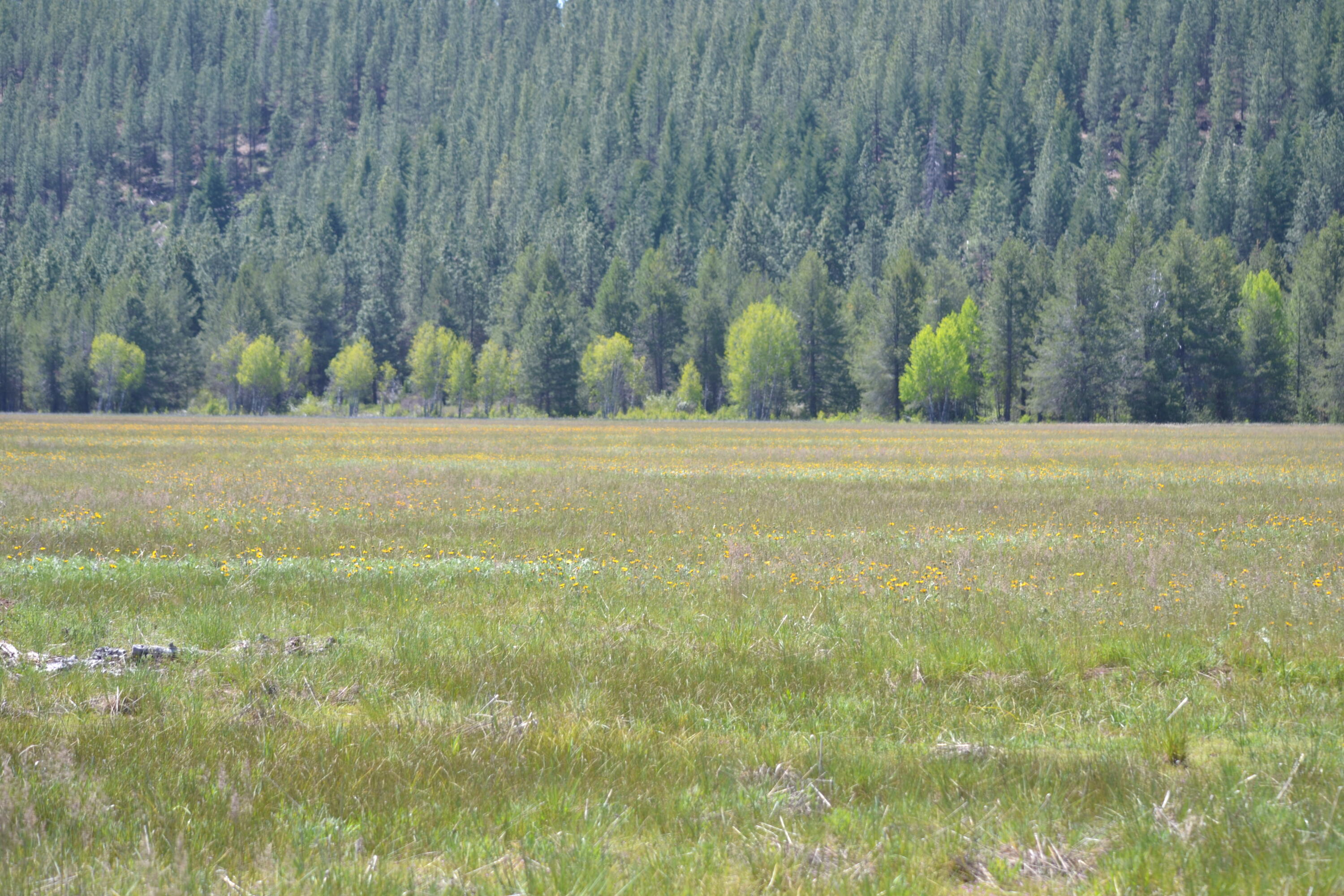 2125 Lava Drive Fall River Mills, CA 96028 - Photo 62 of 66 56