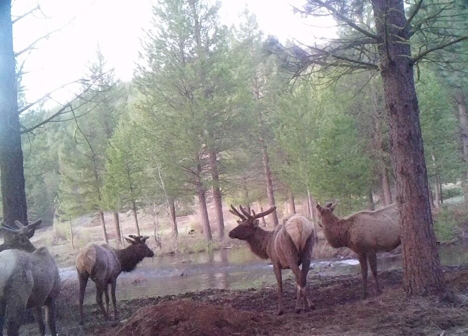 2125 Lava Drive Fall River Mills, CA 96028 - Photo 9 of 66 74