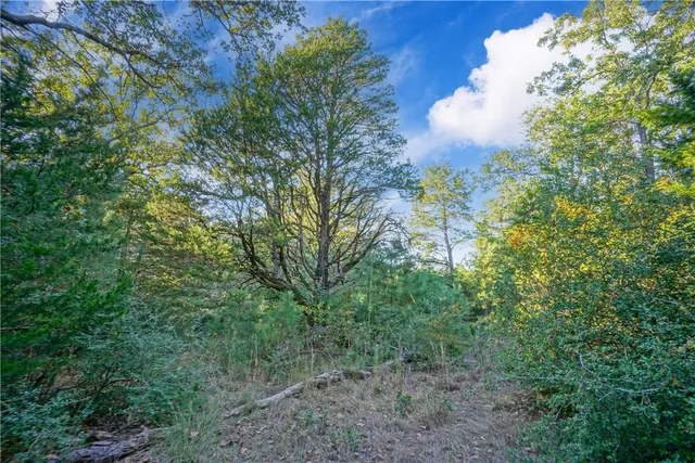 a view of a forest that has a tree