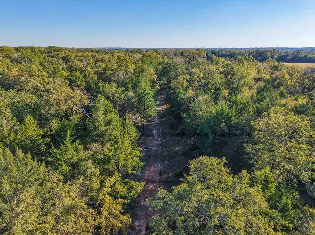 a view of a forest with an outdoor space