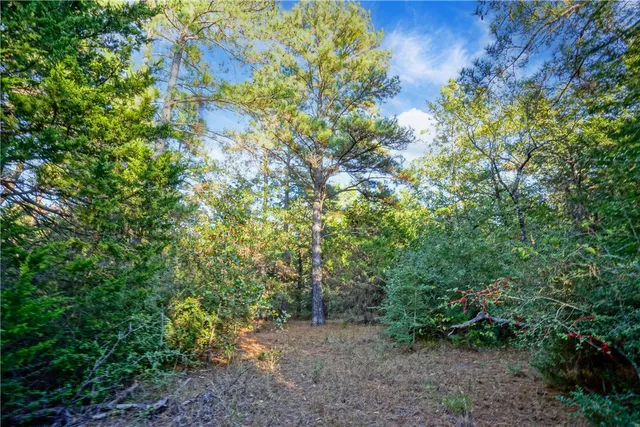 a view of a forest with trees in the background