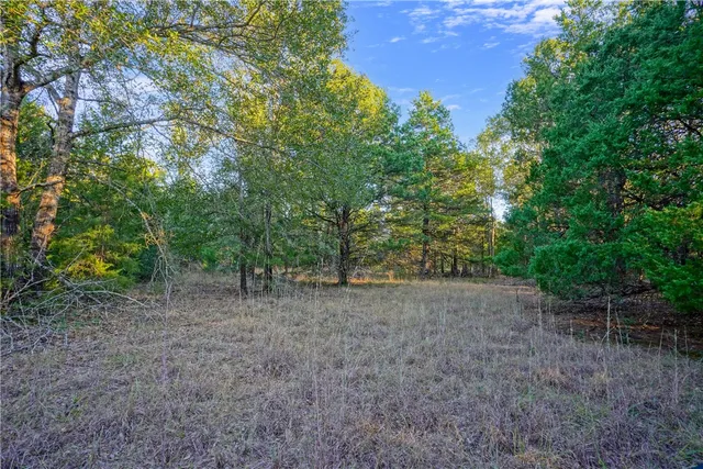 a view of a forest with trees in the background