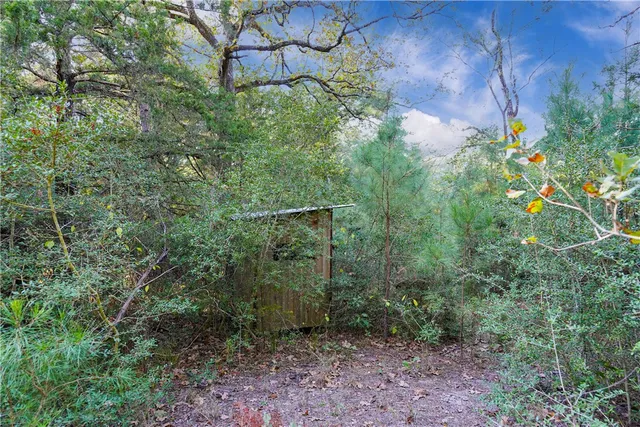 a view of a forest that has large trees