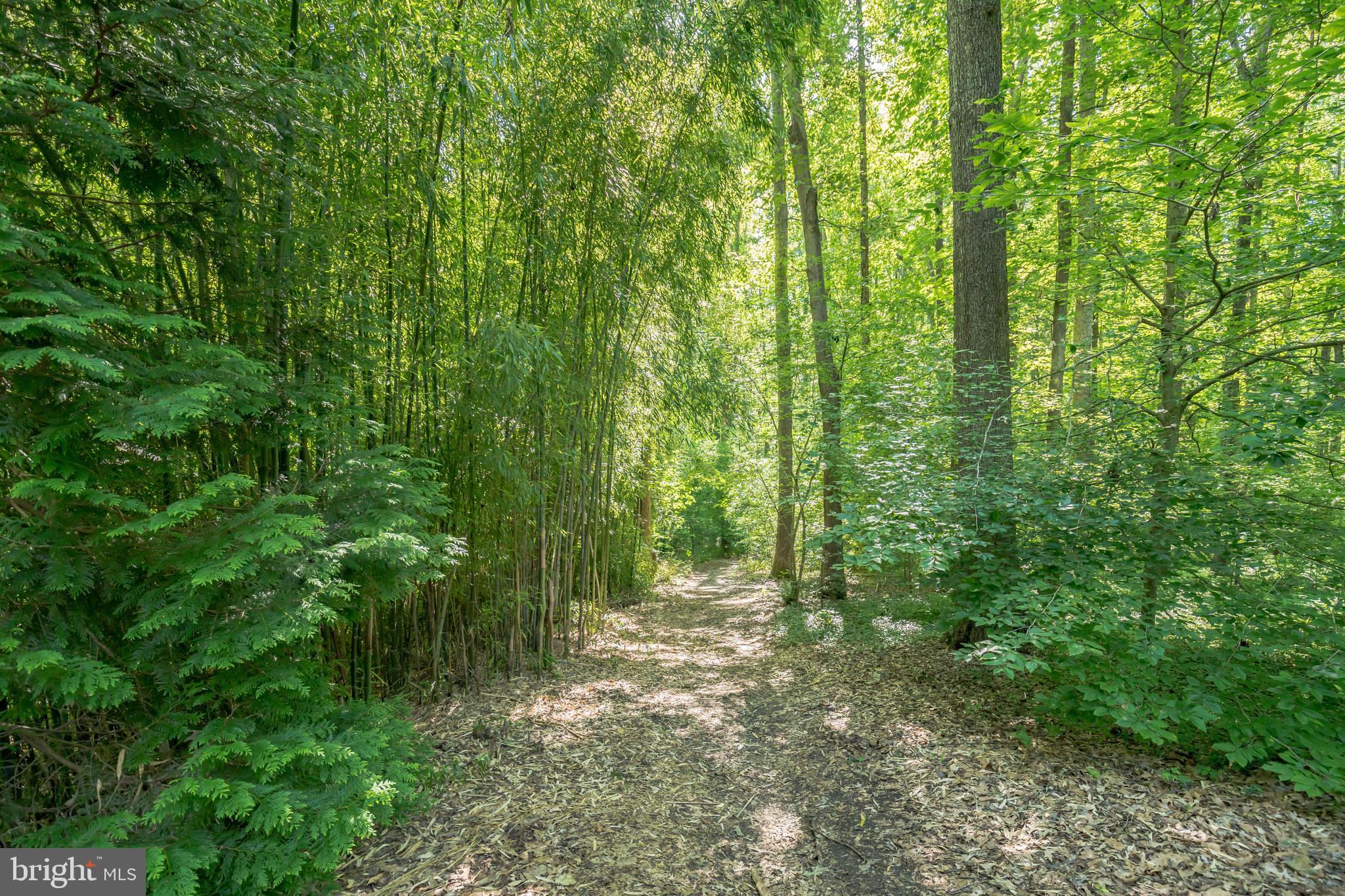 53 Jewell Road Dunkirk, MD 20754 - Photo 44 of 59 Pathway in the woods