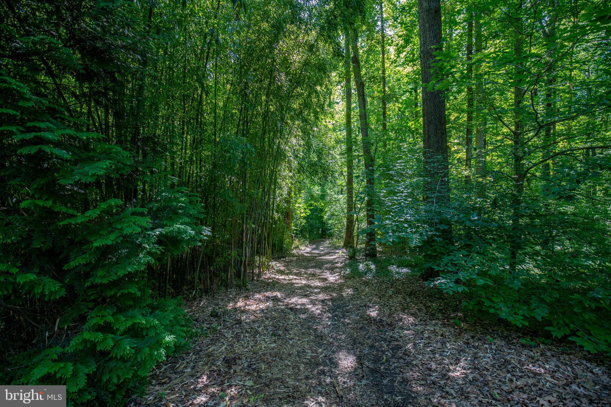 53 Jewell Road Dunkirk, MD 20754 - Photo 53 of 59 Trails in woods