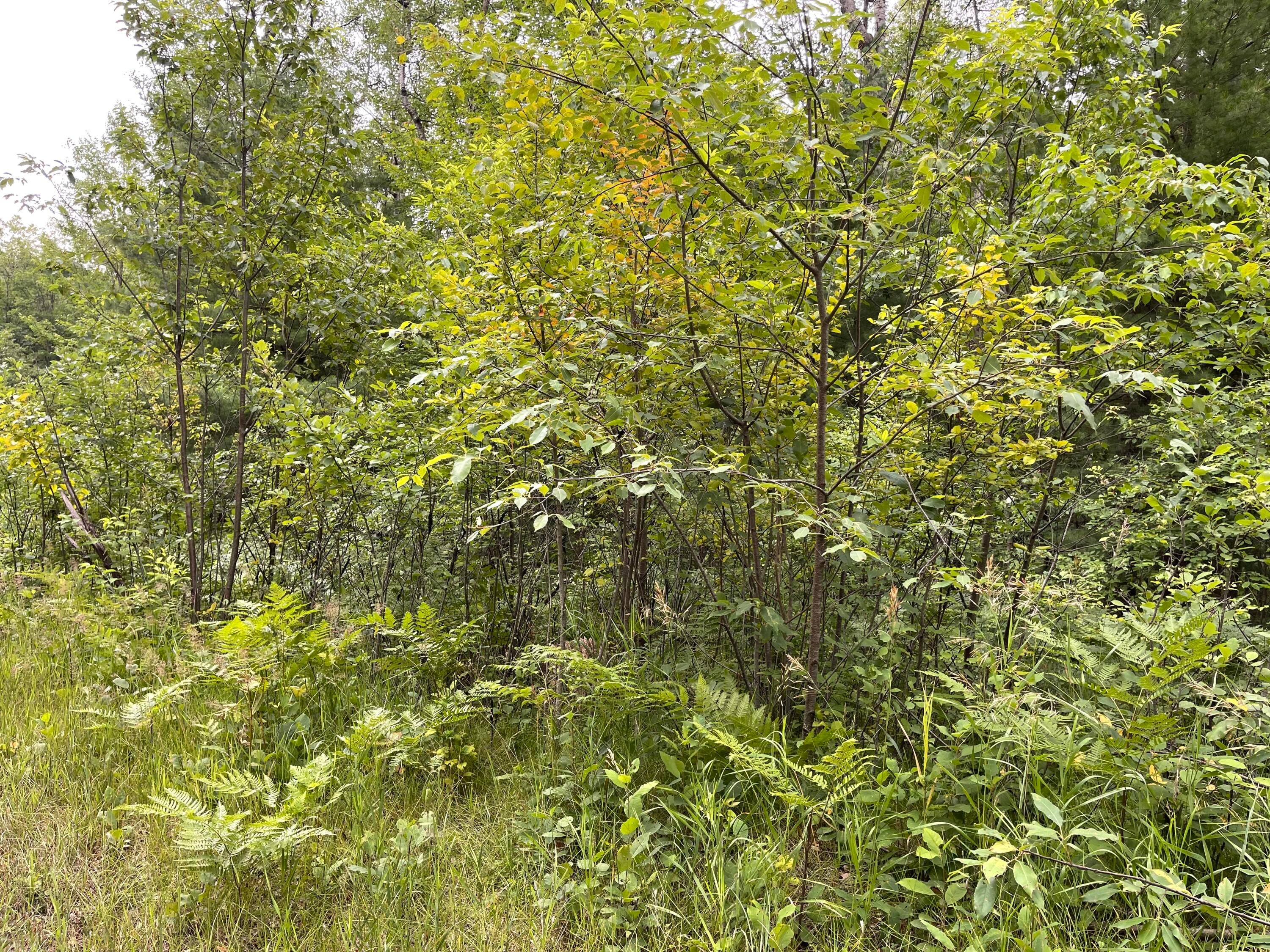 Xxx West Burdell Road Roscommon, MI 48653 - Photo 5 of 7 Gallery Image 5