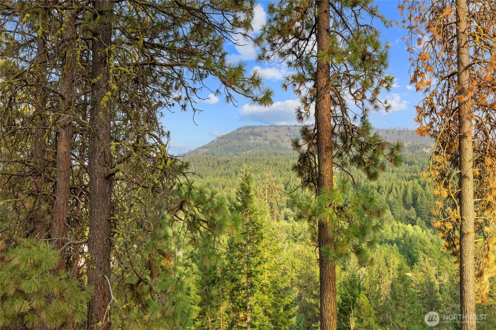 300 Teanaway Ridge Way Cle Elum, WA 98922 - Photo 32 of 38 a view of a tree in a yard