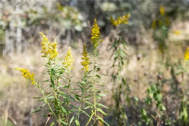 $824,999 | 21 East ( /- 69.227 Acres) Midway Tx 75852, Midway, TX 75852