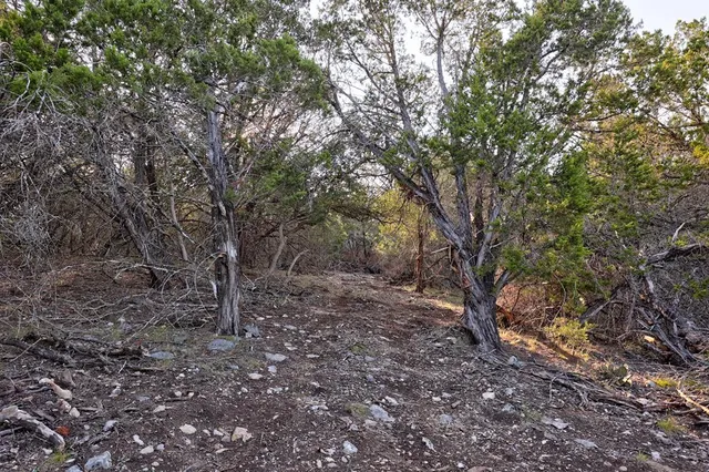 a view of a forest with trees in the background