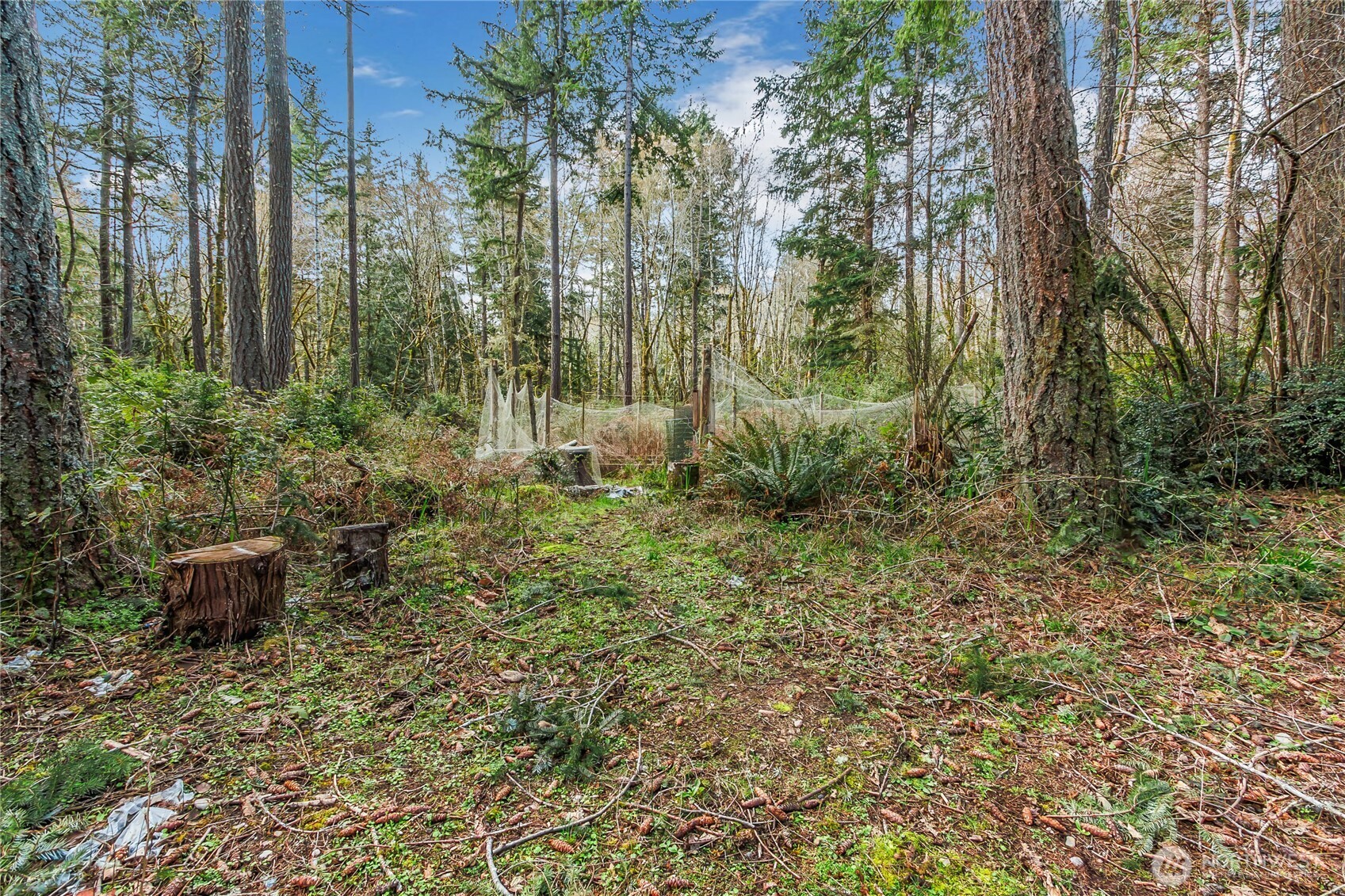 17124 80th Street Southwest Longbranch, WA 98351 - Photo 13 of 37 a garden view with tall trees