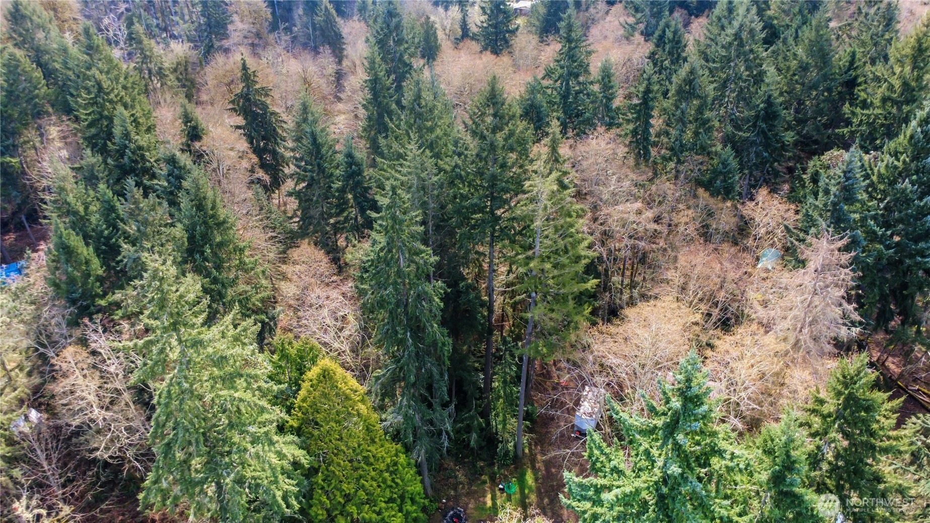17124 80th Street Southwest Longbranch, WA 98351 - Photo 26 of 37 a view of a forest with large trees
