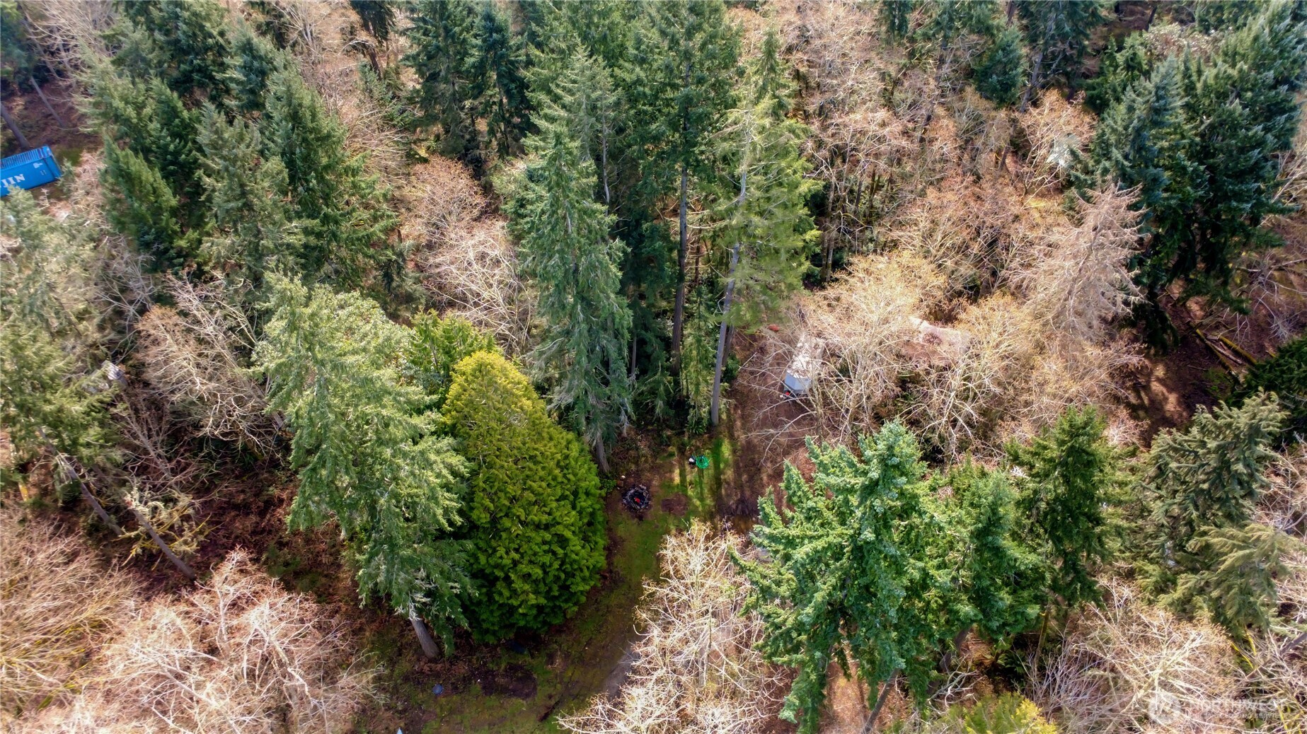 17124 80th Street Southwest Longbranch, WA 98351 - Photo 27 of 37 a view of a garden with plants and large trees
