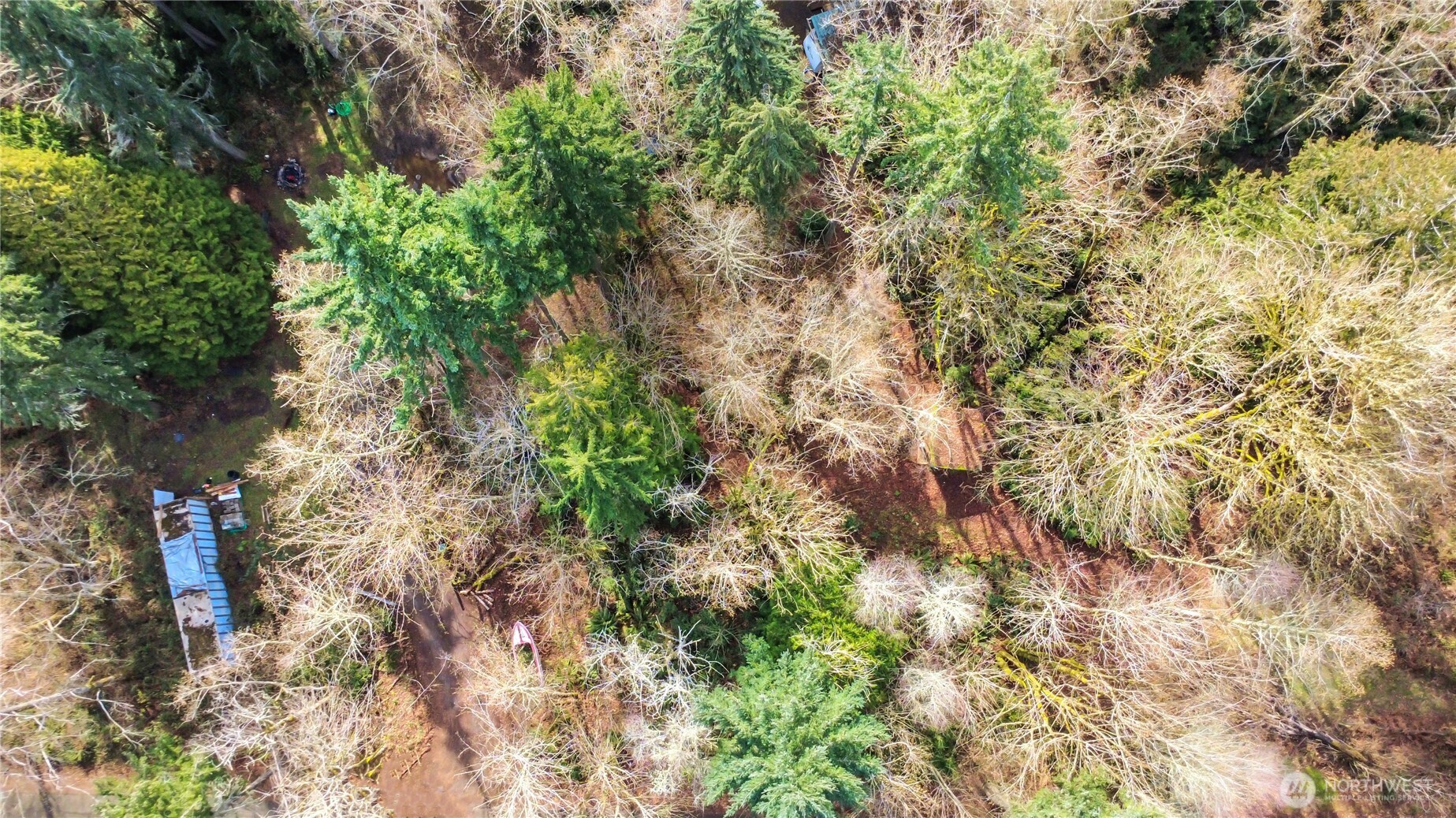 17124 80th Street Southwest Longbranch, WA 98351 - Photo 28 of 37 a close up of a plant in a garden