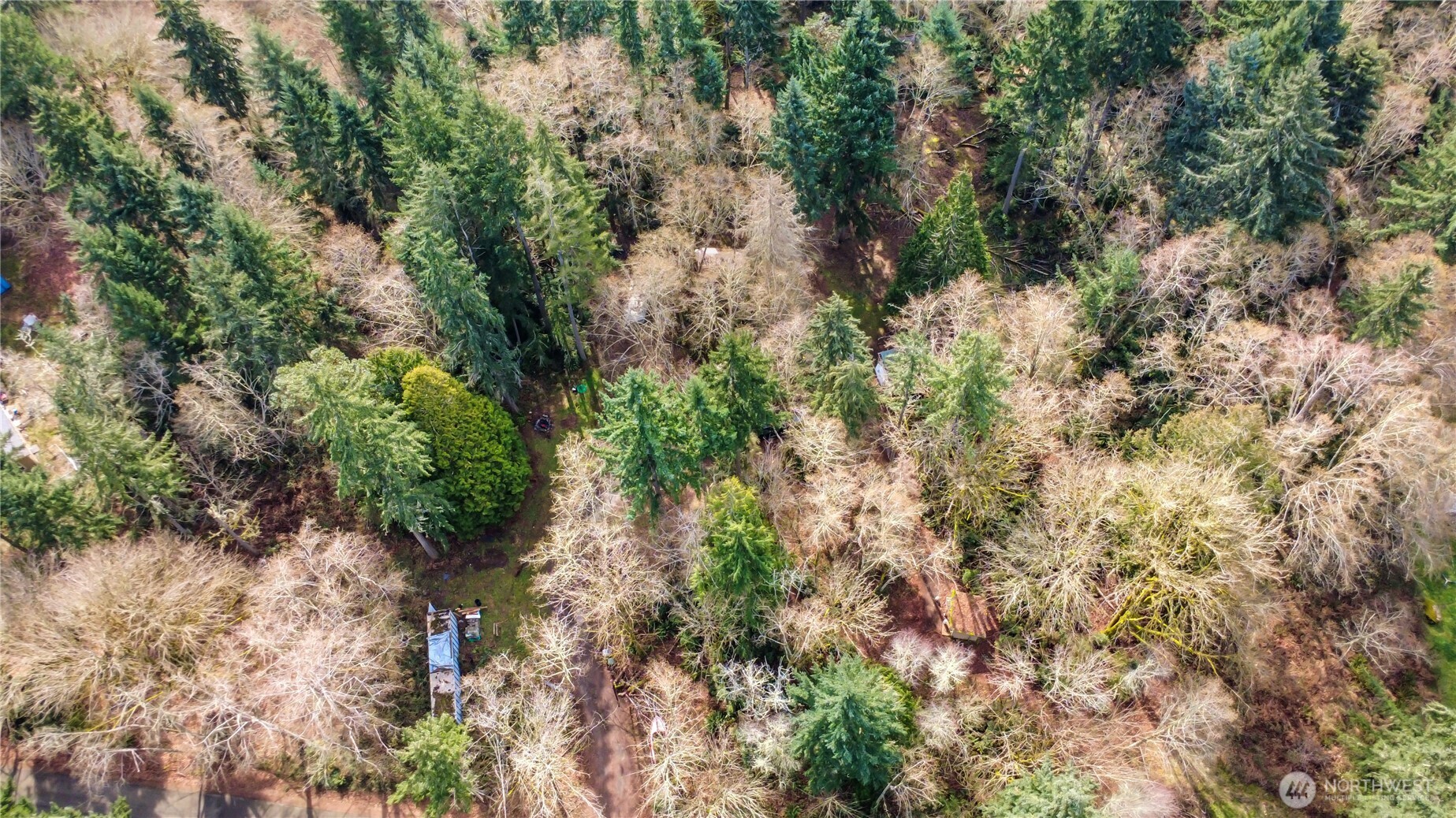 17124 80th Street Southwest Longbranch, WA 98351 - Photo 30 of 37 a view of a forest with plants and trees