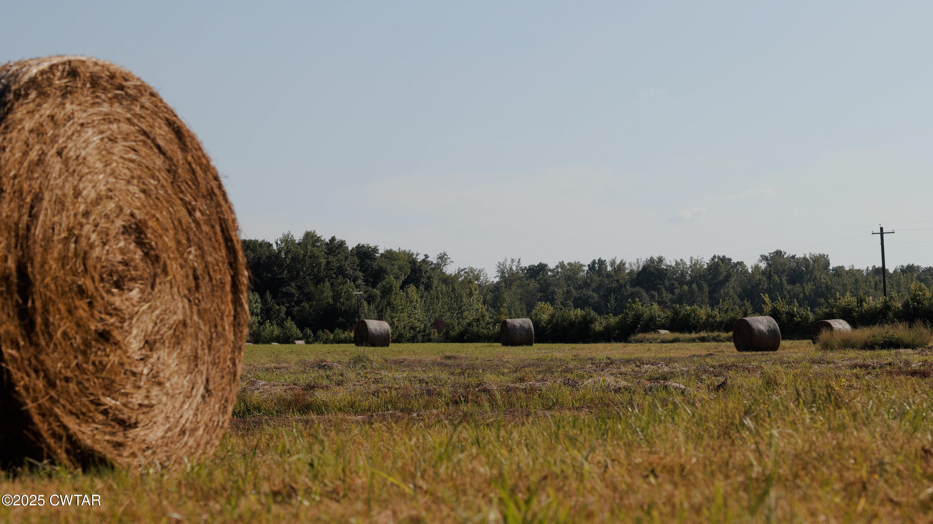 1110 Nuckolls Road Bolivar, TN 38008 - Photo 13 of 15 a view of a outdoor space with trees