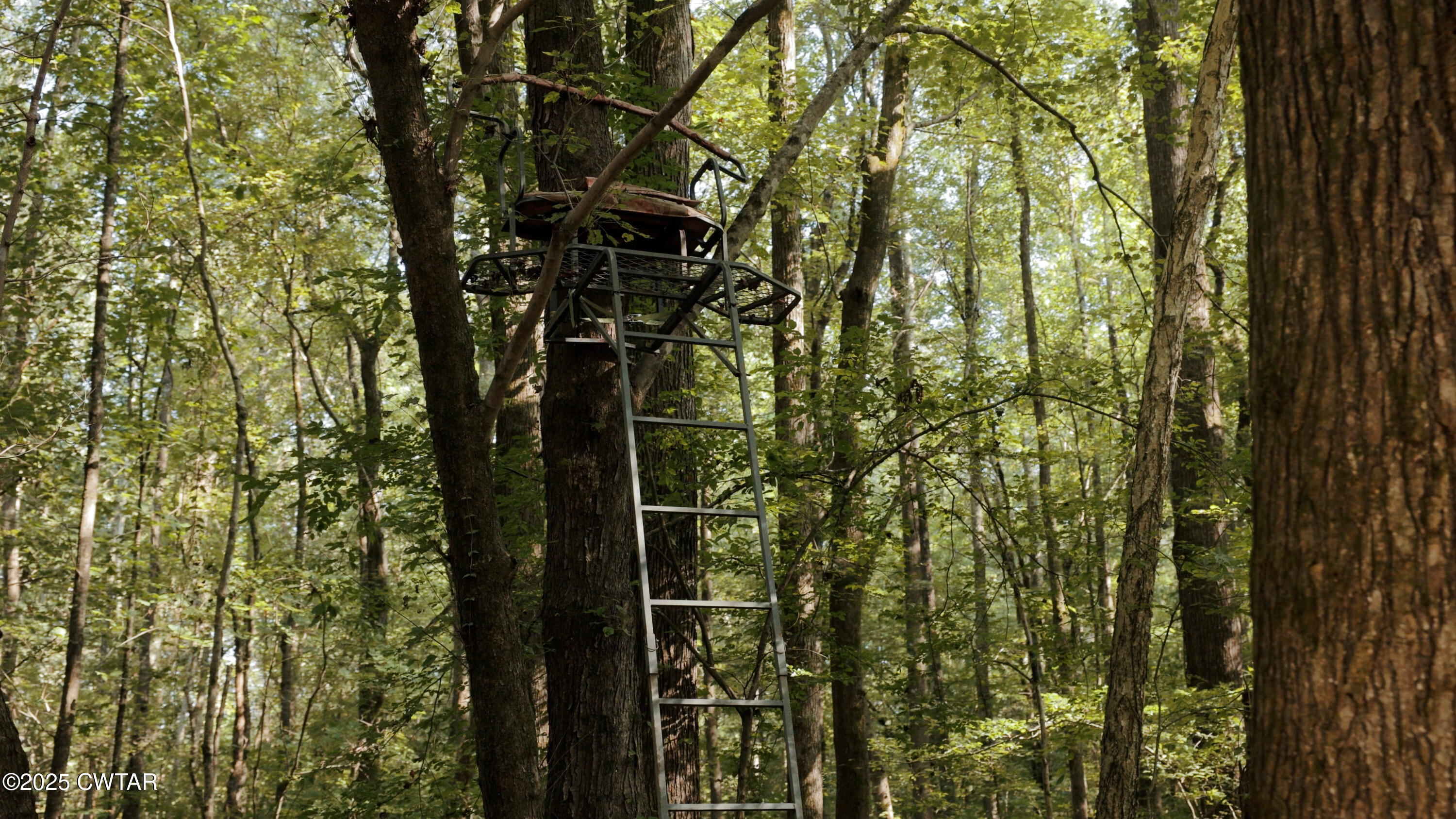 1110 Nuckolls Road Bolivar, TN 38008 - Photo 2 of 15 a view of forest