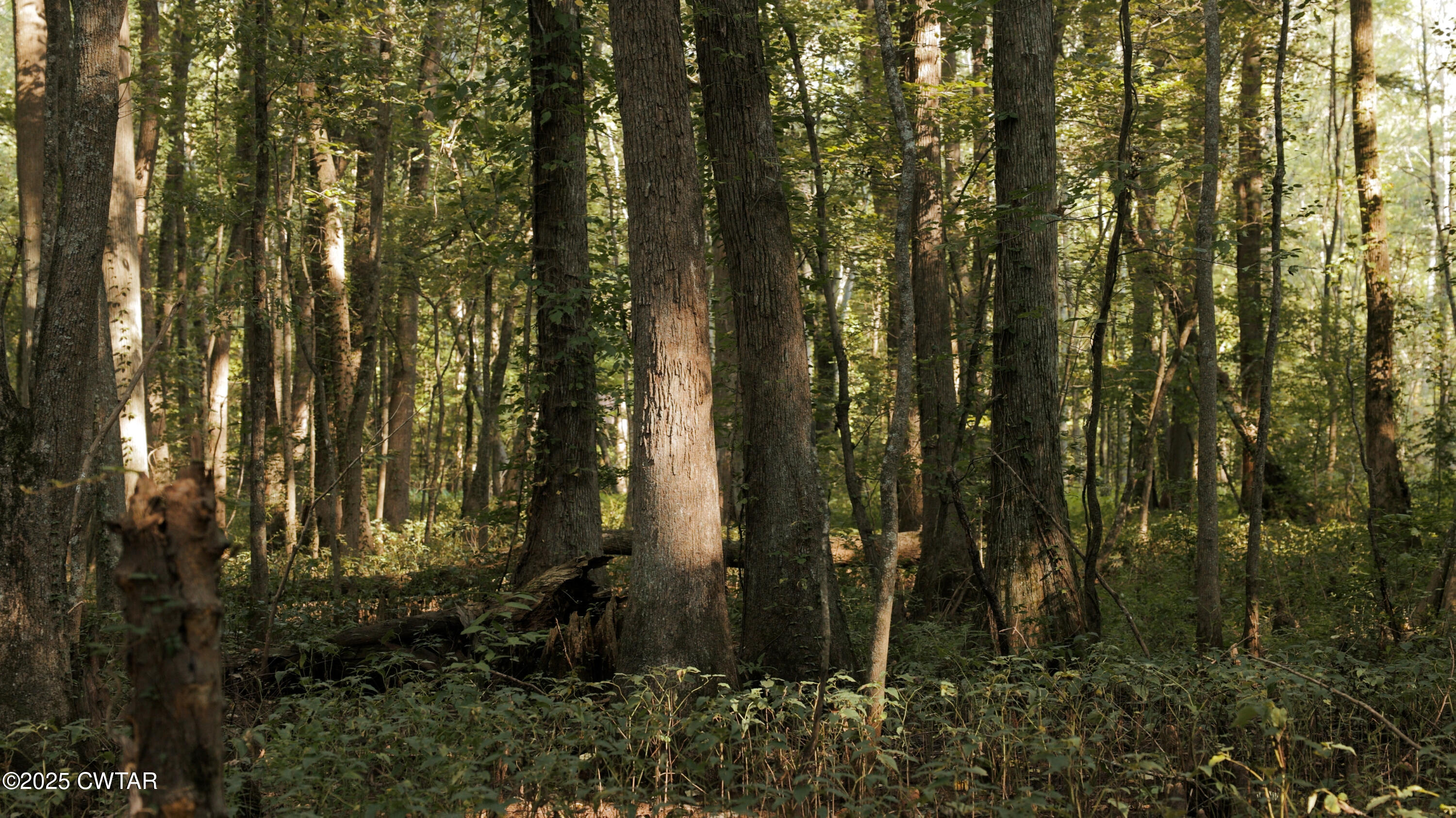 1110 Nuckolls Road Bolivar, TN 38008 - Photo 3 of 15