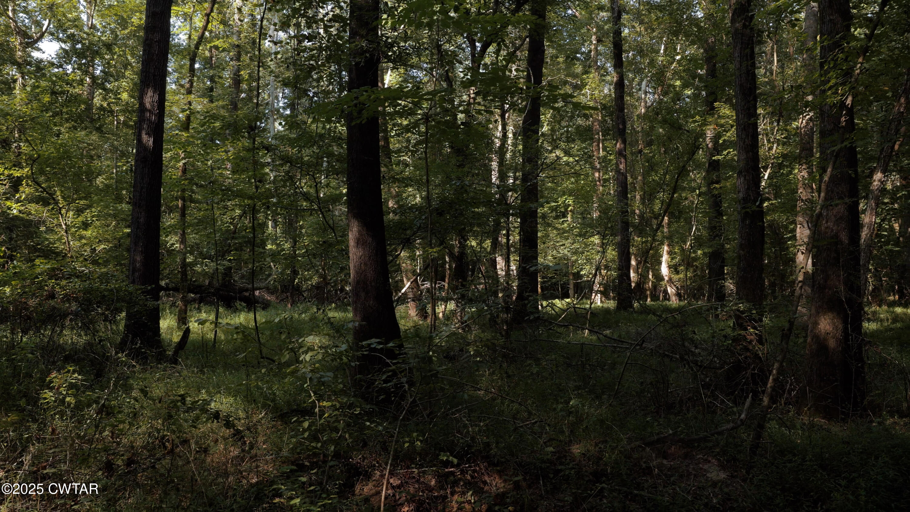1110 Nuckolls Road Bolivar, TN 38008 - Photo 8 of 15 a view of outdoor space and trees in the background