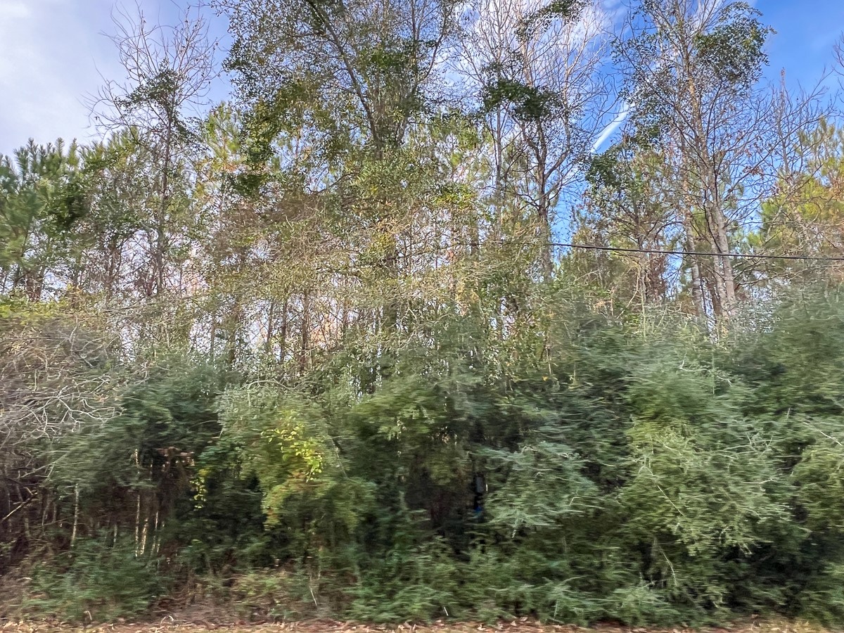 T-4 T-4 Tall Cotton Road Saratoga, TX 77585 - Photo 4 of 34