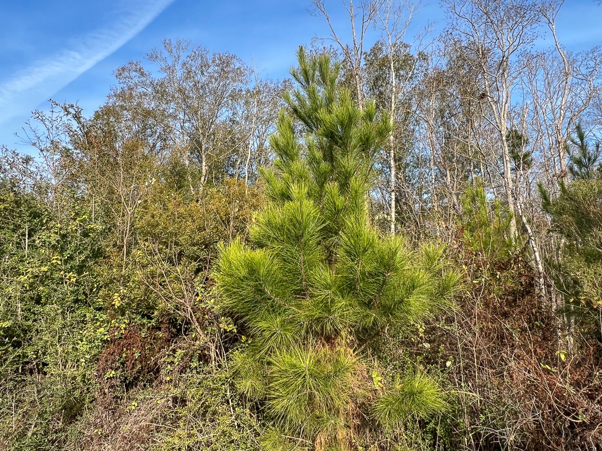 T-4 T-4 Tall Cotton Road Saratoga, TX 77585 - Photo 9 of 34
