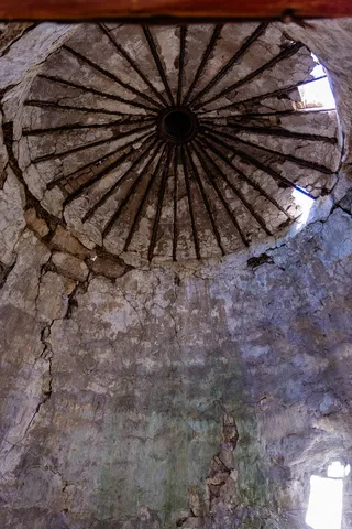 a close up of a plant