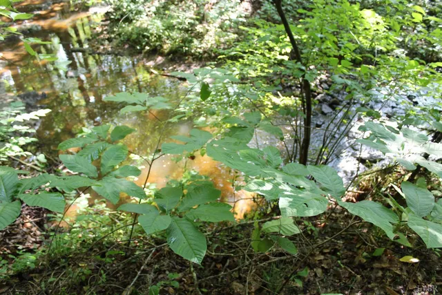 $862,500 | 19322 Wyatts Way, Evington, VA 24550