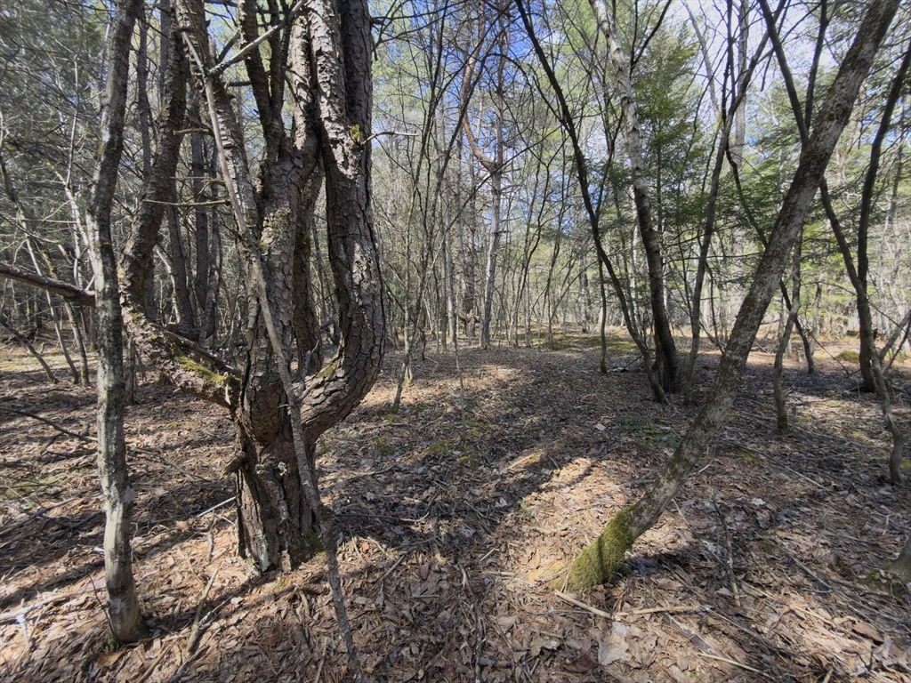 151 Ashfield Road Williamsburg, MA 01096 - Photo 8 of 13