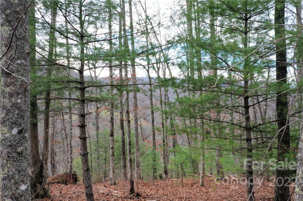 Lot 10 Cedar Cliff Road Tuckasegee, NC 28783 - Photo 4 of 14 a view of a garden