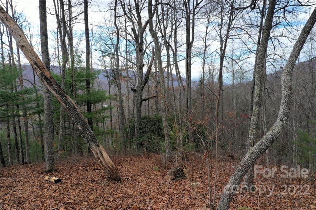 Lot 10 Cedar Cliff Road Tuckasegee, NC 28783 - Photo 5 of 14 a view of forest