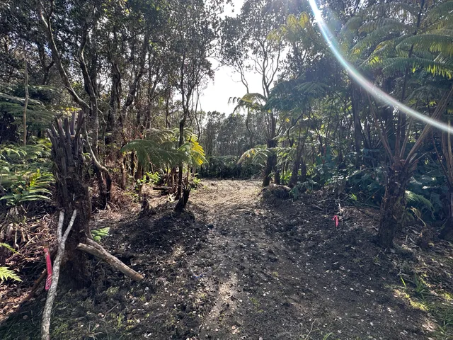 a view of a forest filled with trees
