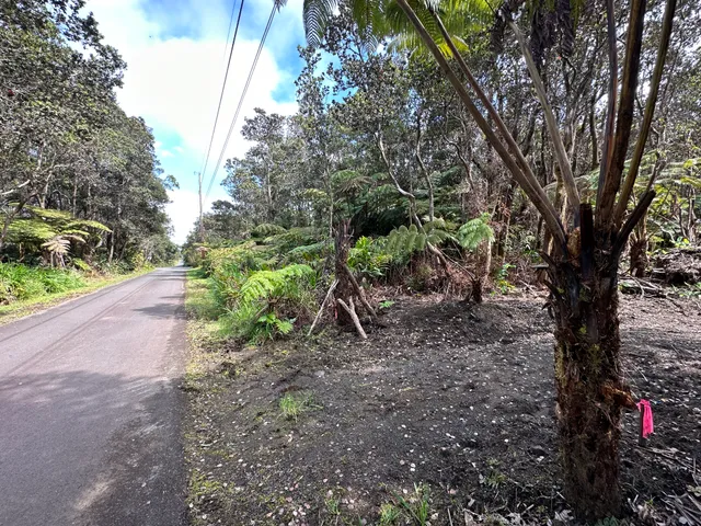 a view of a forest with trees