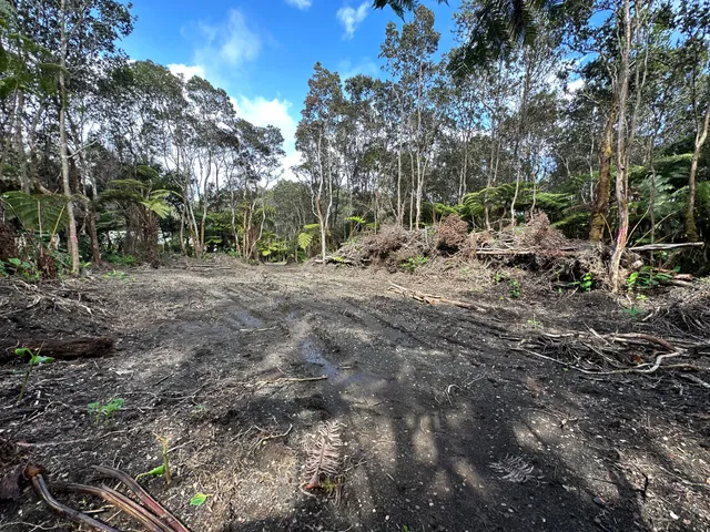 a view of a forest with trees
