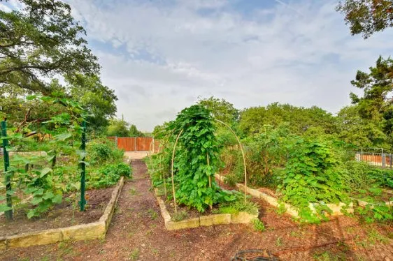a view of a backyard with plants