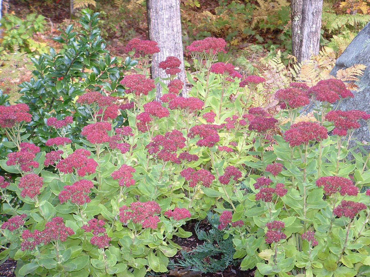 17 Dayton Heights Road Biddeford, ME 04005 - Photo 38 of 40 fallcolors46