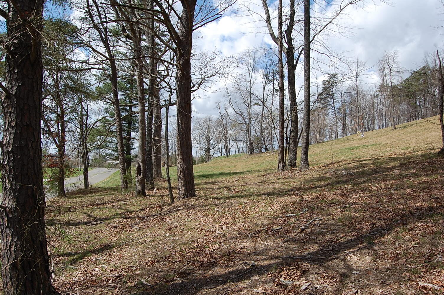 0 Bennie Camp Road Dunlap, TN 37327 - Photo 28 of 32 a view of a yard with a tree