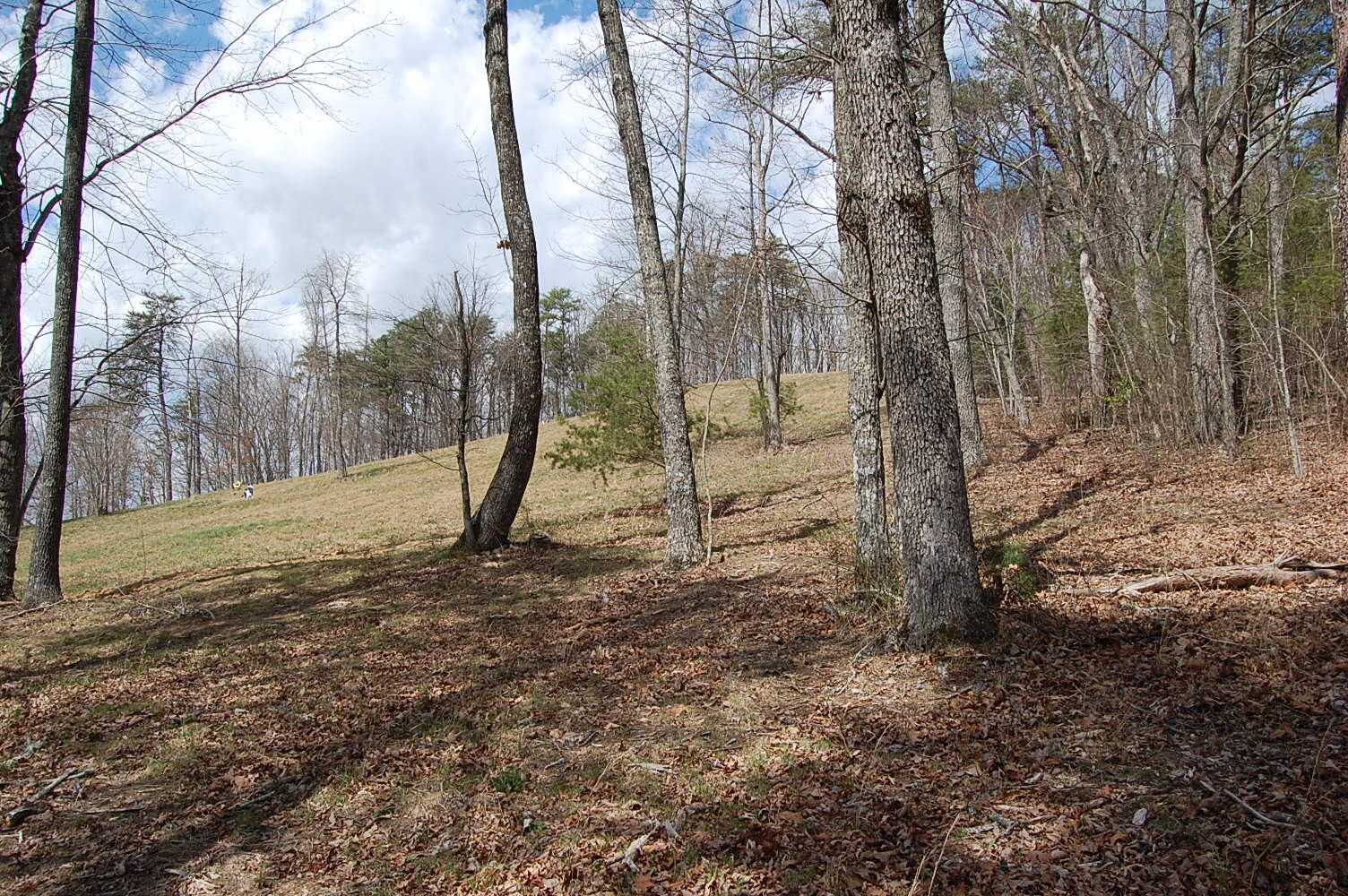 0 Bennie Camp Road Dunlap, TN 37327 - Photo 29 of 32 a view of a forest with trees