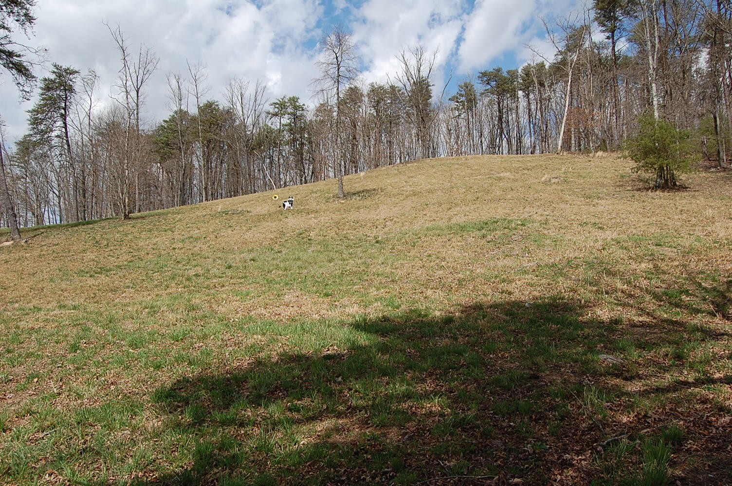 0 Bennie Camp Road Dunlap, TN 37327 - Photo 31 of 32 a view of a yard with trees