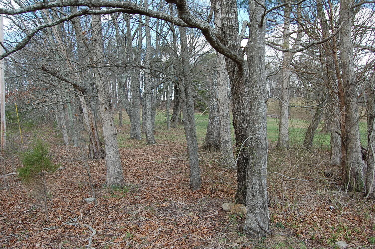 0 Bennie Camp Road Dunlap, TN 37327 - Photo 6 of 32 a backyard of a house with lots of green space