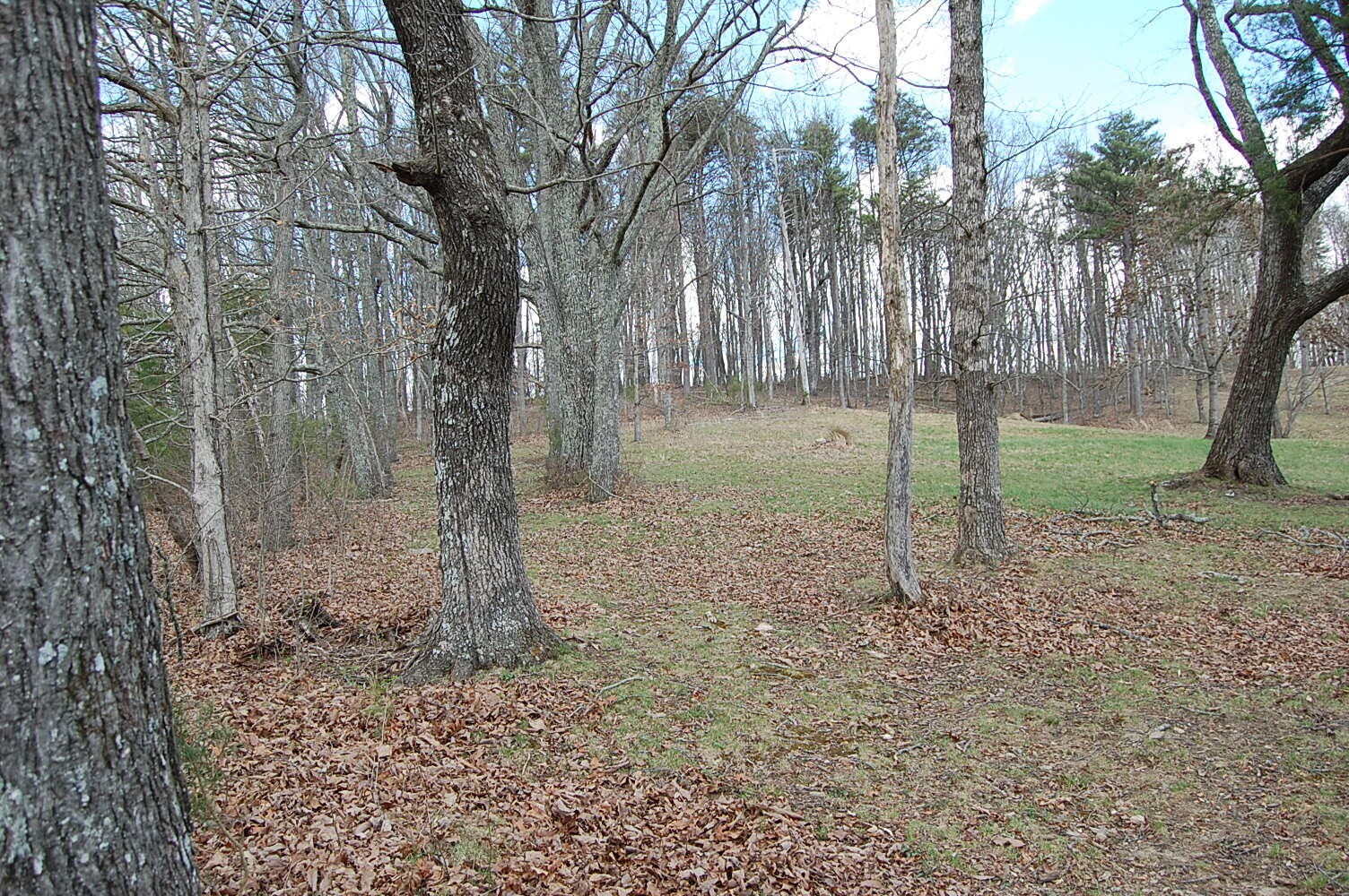 0 Bennie Camp Road Dunlap, TN 37327 - Photo 8 of 32 a view of a tree in a yard