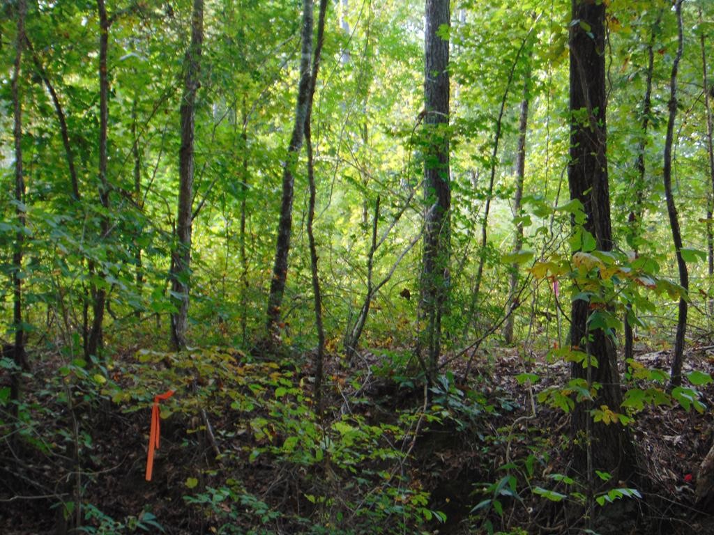 0 Cameron Road Decatur, TN 37322 - Photo 2 of 16