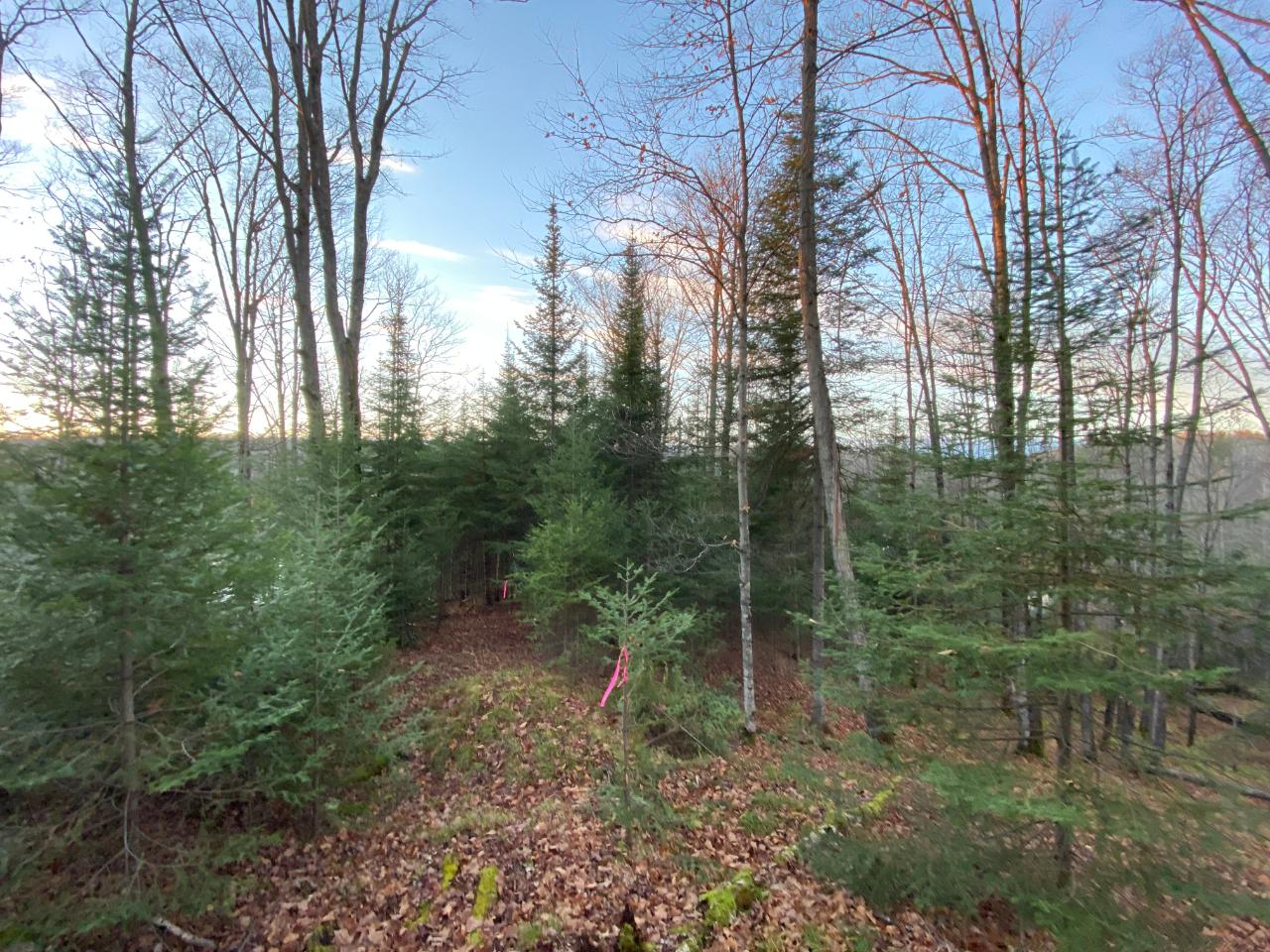 Lot 13 State Line Lake Road East Marenisco, MI 49947 - Photo 16 of 21 Gallery Image 16