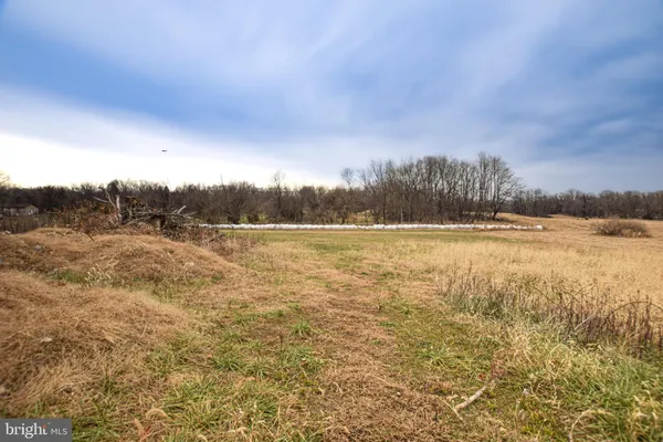 a view of a yard with trees