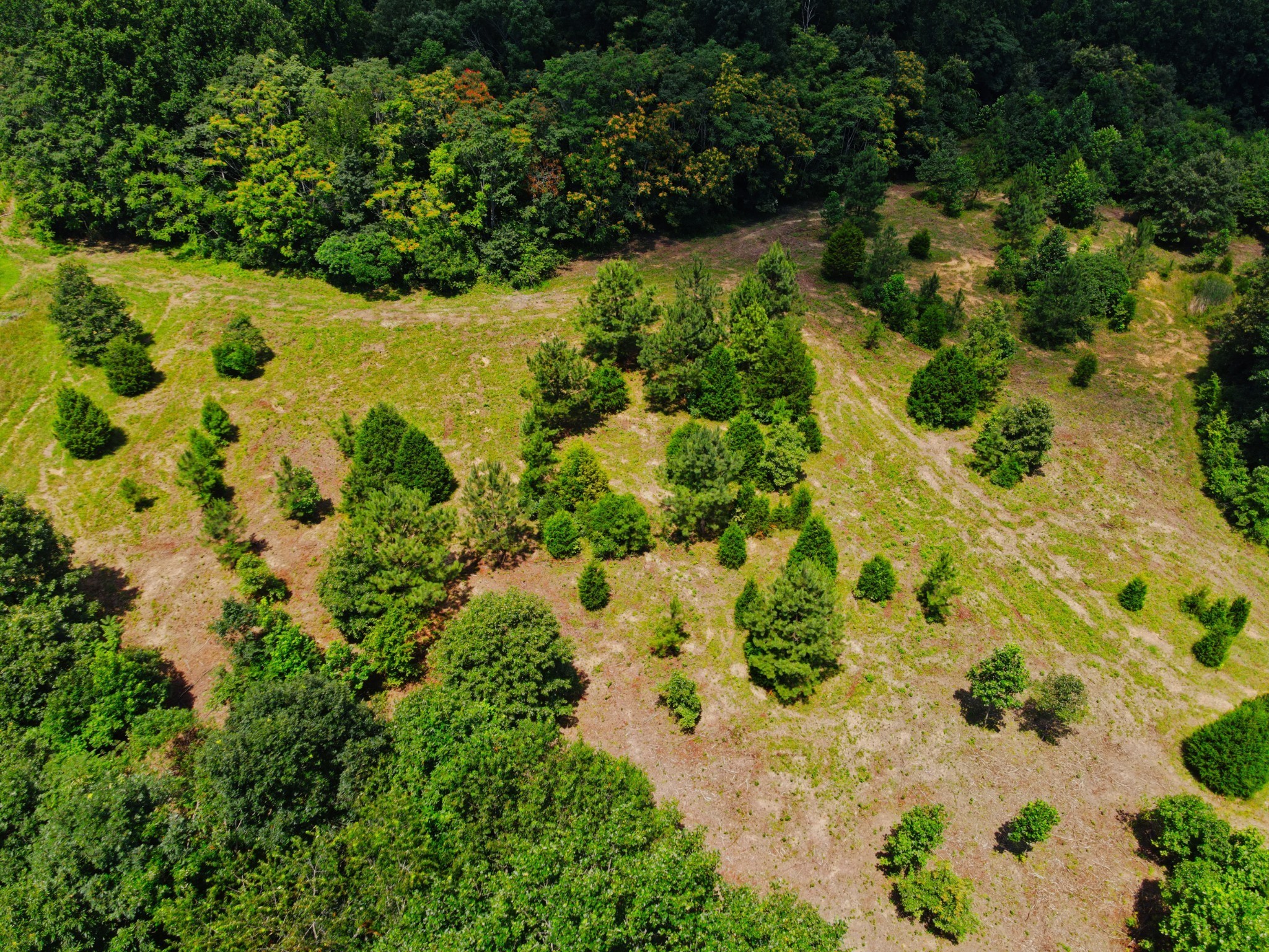 4200 Shiloh Canaan Road Palmyra, TN 37142 - Photo 7 of 14 a view of a garden with a flower