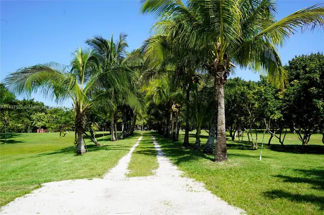 a view of a park with palm trees