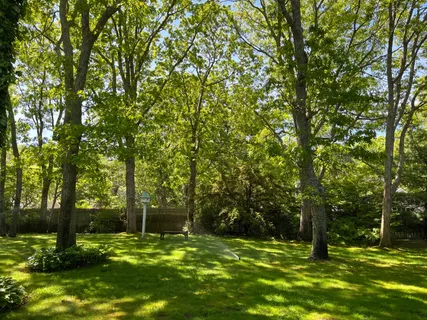 a view of a backyard with large trees