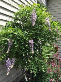 213 Townhouse Road East Waterboro, ME 04030 - Photo 125 of 127 IMG955299