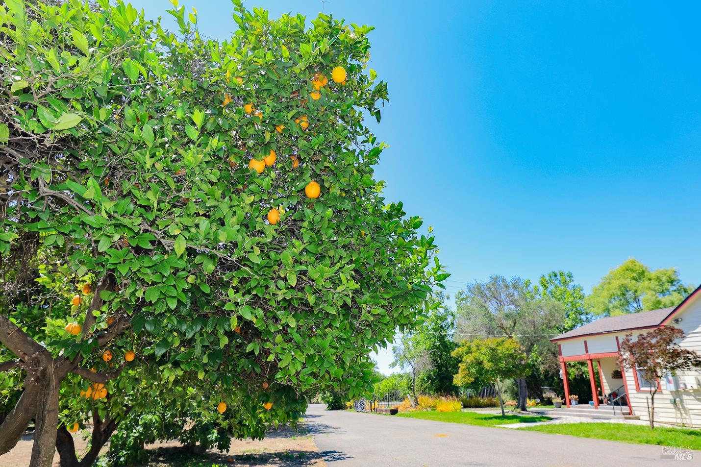 7948 North Meridian Road Dixon, CA 95620 - Photo 37 of 59 a view of a street with a building and a tree