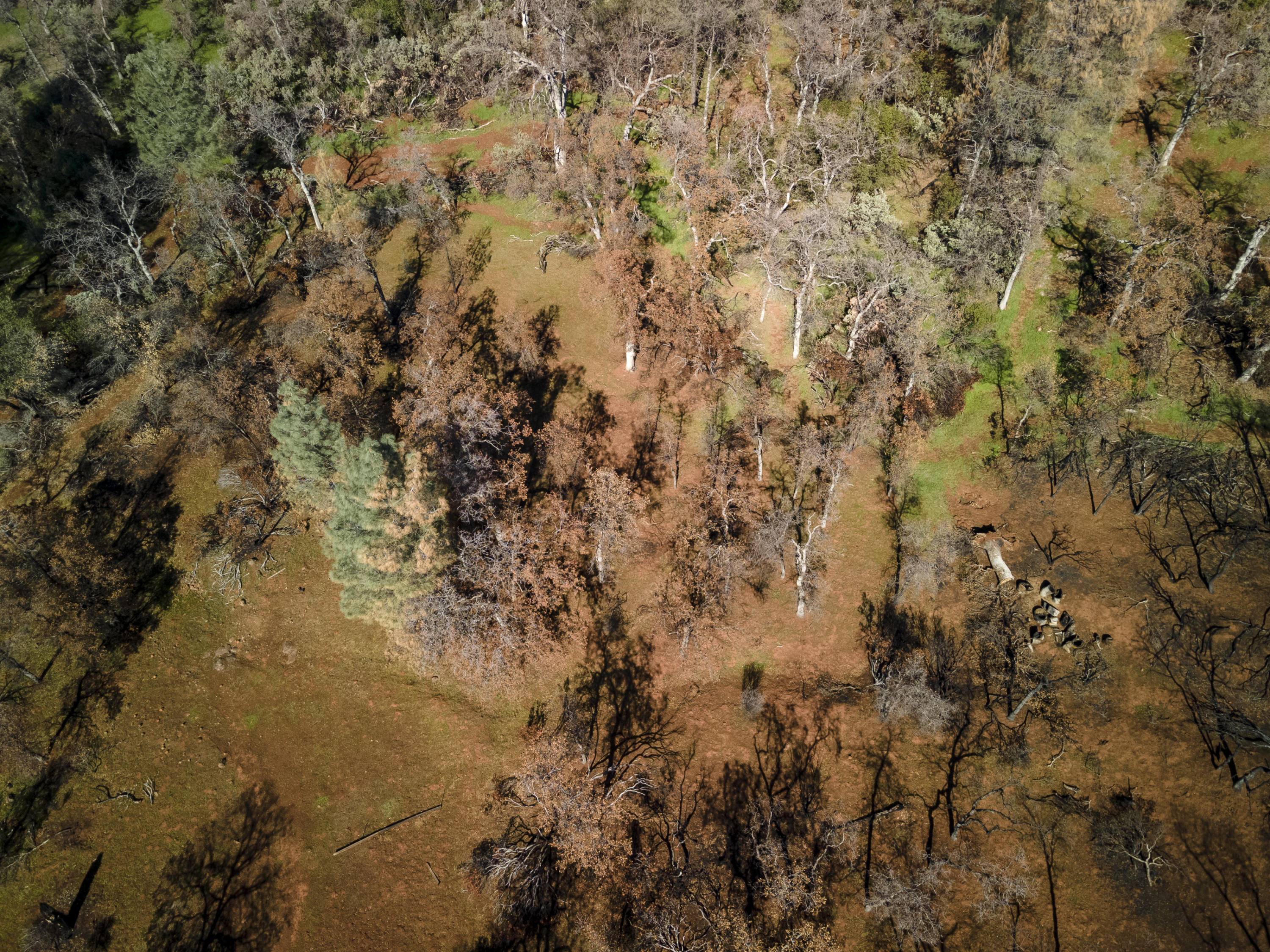 Merrilea Lane Shingletown, CA 96088 - Photo 29 of 29 Aerial-19