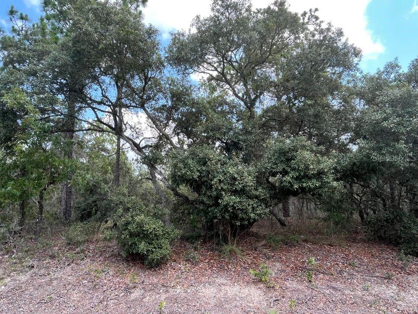 Tbd Tbd Neptune Dunnellon, FL 34431 - Photo 1 of 1 a view of a forest